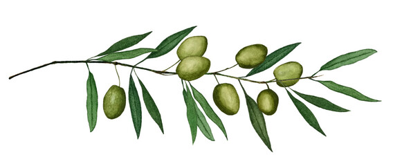 Olive berries and leaves on branch isolated on white watercolor illustration. Oil tree plant herbal alternative medical care berries. Green olives on branch, fresh organic food. Cosmetics component
