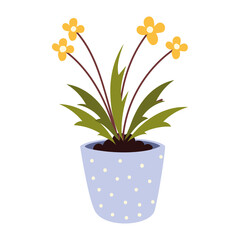 houseplant flowers decoration