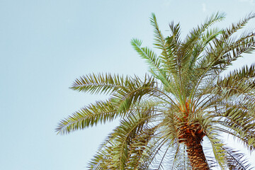 Fototapeta na wymiar Palm tree against the blue summer sky