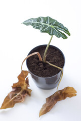 alokazja polly amazonica alokasia