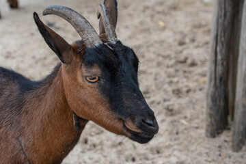 Goat. Portrait of a goat on the farm. Beautiful goat posing. Copy space