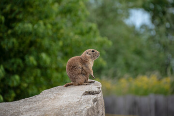 Prairie Dog (Cynomys ludovicianus) Beautiful cute animal.
