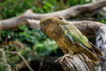 Juvenile kea, Nestor notabilis, perched on tree trunk showing colorful plumage. Beautiful olive green parrot, alpine bird. One of most intelligent and curious parrots. Habitat New Zealand.
