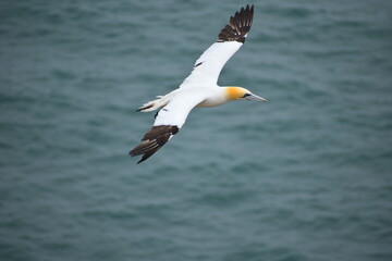 Fototapeta na wymiar Gannet in flight It is large seabird with two metres wingspan This bird spends most of its time at sea and comes on land for nesting Most of the body is white with dark tips on the major wing feathers