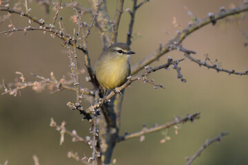 Greater Wagtail tyrant, caldén forest,La Pampa, Argentina