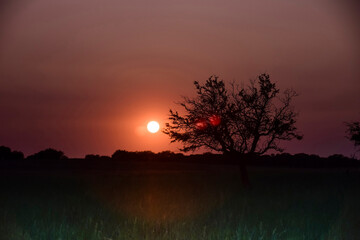 Fototapeta na wymiar Lonely tree in La Pampa at sunset, Patagonia,Argentina