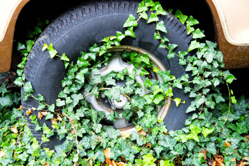 The wheel of the old car is overgrown with evergreen ivy leaves.