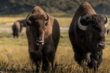 Pair of bison from Yellowstone's Hayden Valley, Wyoming