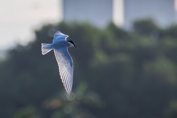 Whiskered tern bird in flight full speed hunting for small insects above a lake