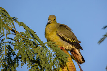 Nature wildlife bird Pink-necked Green Pigeon perched on the branch