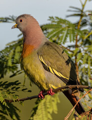 Nature wildlife bird Pink-necked Green Pigeon perched on the branch