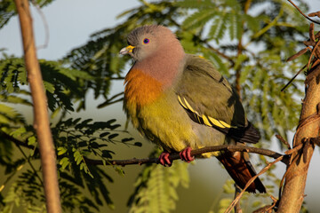 Nature wildlife bird Pink-necked Green Pigeon perched on the branch