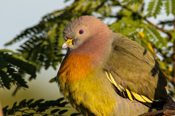 Nature wildlife bird Pink-necked Green Pigeon perched on the branch