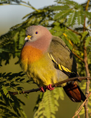 Nature wildlife bird Pink-necked Green Pigeon perched on the branch