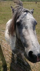 Obraz premium white horse eating hay