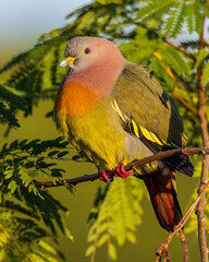 Nature wildlife bird Pink-necked Green Pigeon perched on the branch