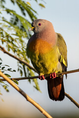 Nature wildlife bird Pink-necked Green Pigeon perched on the branch