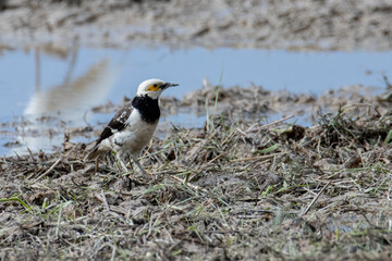Black-collared starling bird spotted on paddy field at Sabah, Malaysia