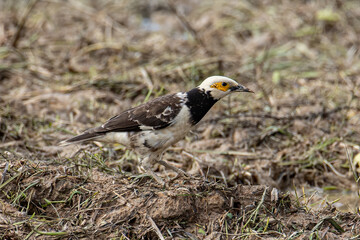 Black-collared starling bird spotted on paddy field at Sabah, Malaysia