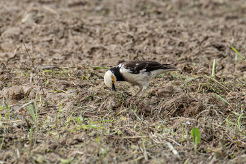 Black-collared starling bird spotted on paddy field at Sabah, Malaysia