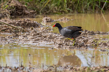 Bird Common Moorhen on paddy field