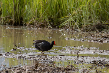 Bird Common Moorhen on paddy field