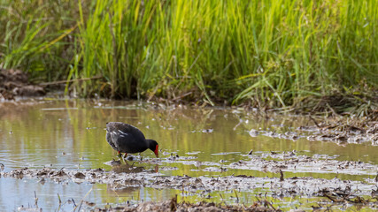 Bird Common Moorhen on paddy field
