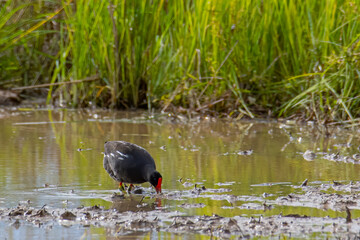 Bird Common Moorhen on paddy field