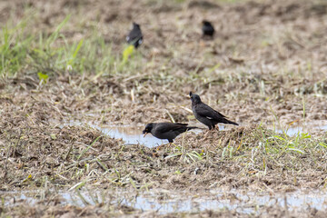 Bird Javan myna spotted on paddy filed at Sabah, Borneo