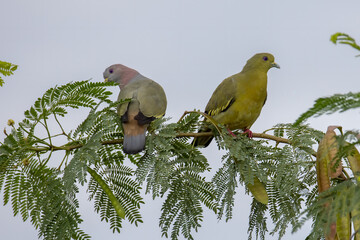 Nature wildlife bird Pink-necked Green Pigeon perched on the branch