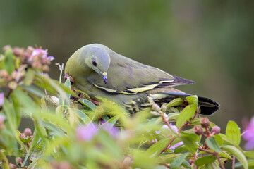 Nature wildlife bird Pink-necked Green Pigeon perched on the branch