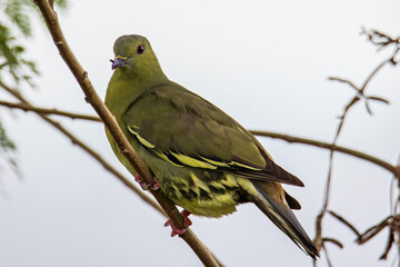 Nature wildlife bird Pink-necked Green Pigeon perched on the branch