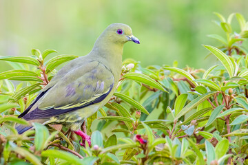 Nature wildlife bird Pink-necked Green Pigeon perched on the branch