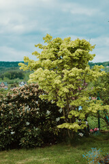 Fototapeta na wymiar Zielone krzewy w ogrodzie na tle pagórków na wsi.