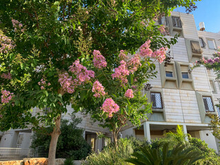 Fototapeta na wymiar Lilac (Latin Lagerstroemia indica) flowering in the city on the background of houses
