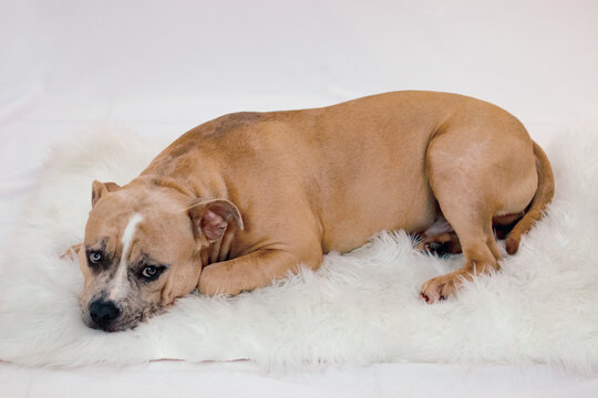 American Bully Dog