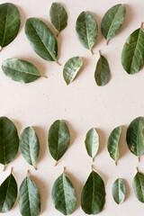 leaves on fancy paper