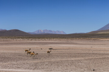 Vicuñas de Pampa Cañahuas en Arequipa.