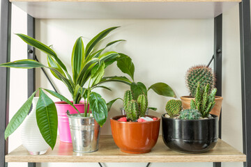Decorative indoor plants on a shelf in an apartment. Cactus matucana, cereus, barrel, pachira...