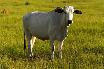 Nelore cattle in green pasture