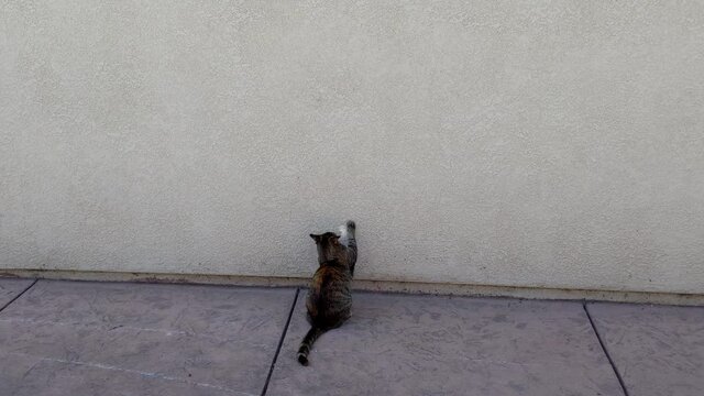 Cat moving head back and forth chasing a reflection on a wall