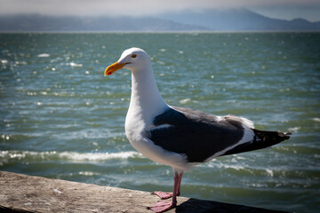 Seagull
