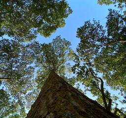 Tree and the sky 