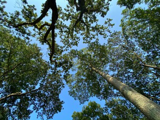 Tree and the sky 