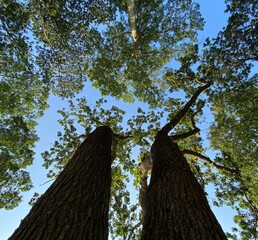 Tree and the sky 