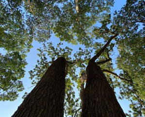 Tree and the sky 