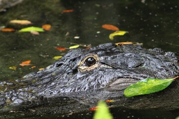 Pond crocodile