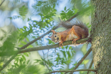 The squirrel has climbed higher and is looking down.