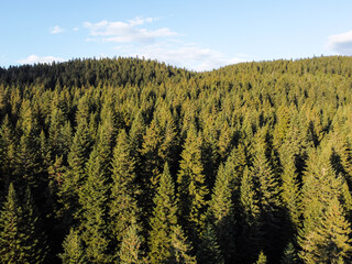 Aerial drone view of green forest at sunset. Conifer trees on the mountain, view from above. Woodland. Evergreen trees. 