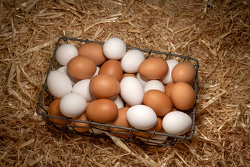 Basket of fresh eggs on hay